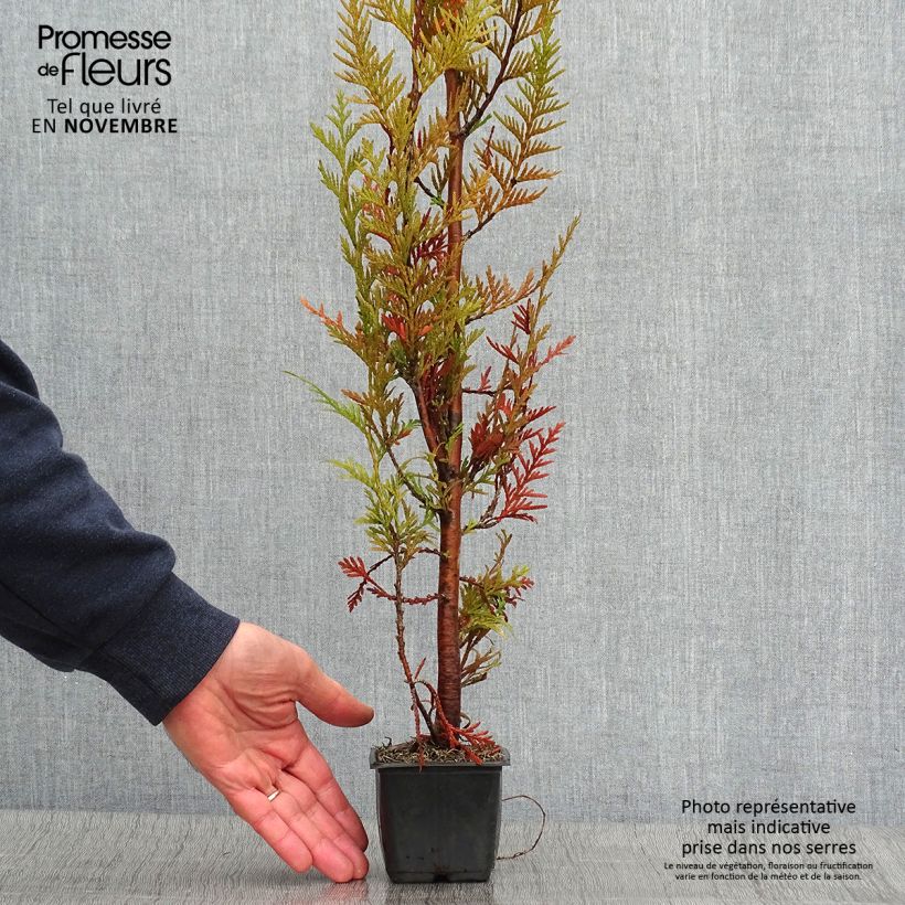 Thuja plicata Atrovirens - Western Red Cedar for hedging 8/9 cm pot sample as delivered in autumn