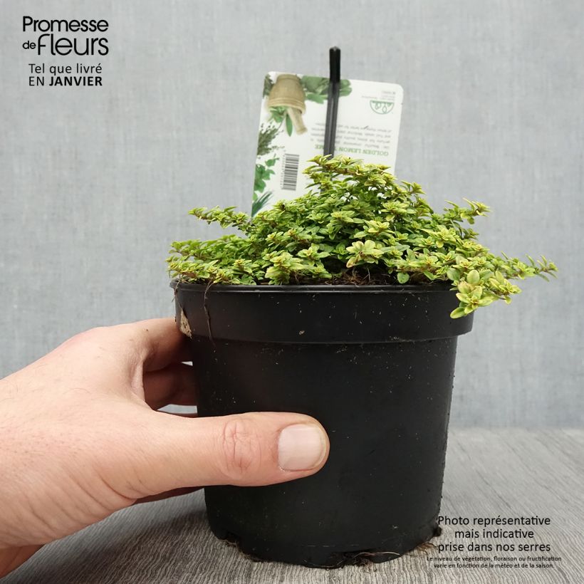 Thym citron Bertram Anderson - Thymus citriodorus Pot de 1.5L/2L sample as delivered in winter