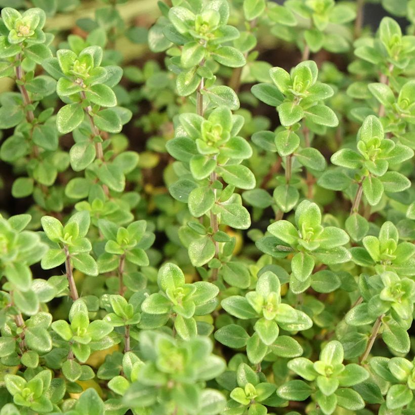 Thymus citriodorus - Lemon Thyme in Organic Plant (Foliage)