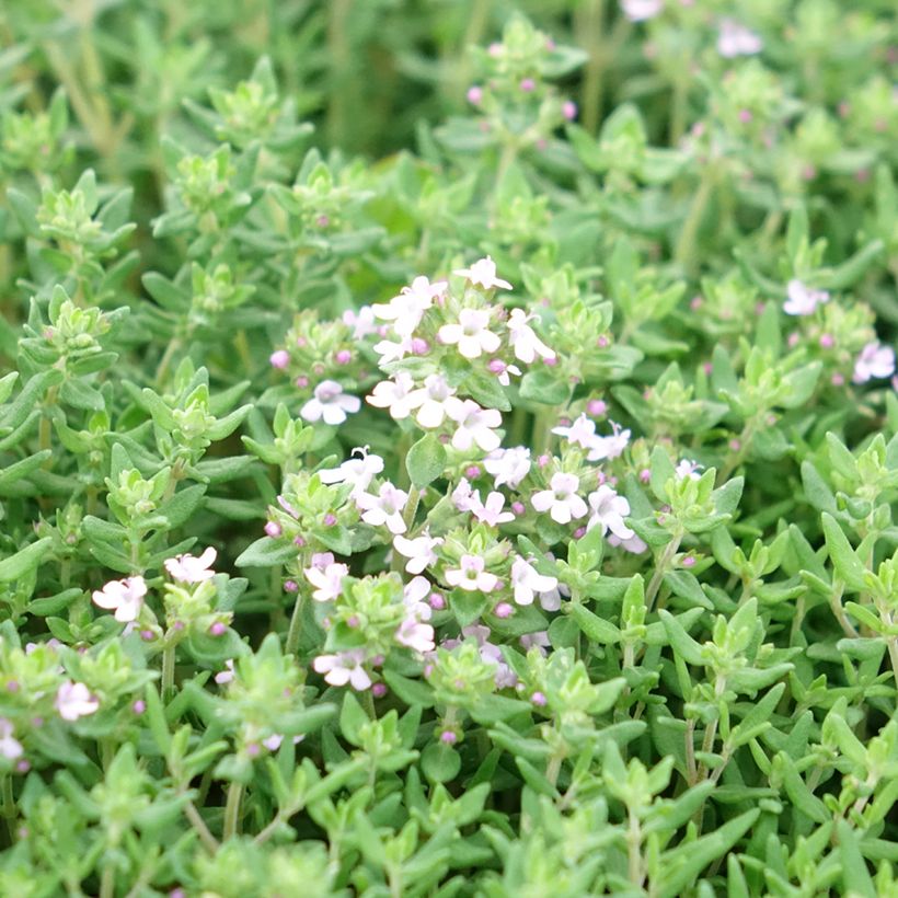 Thymus vulgaris Compactus - Winter Thyme (Flowering)