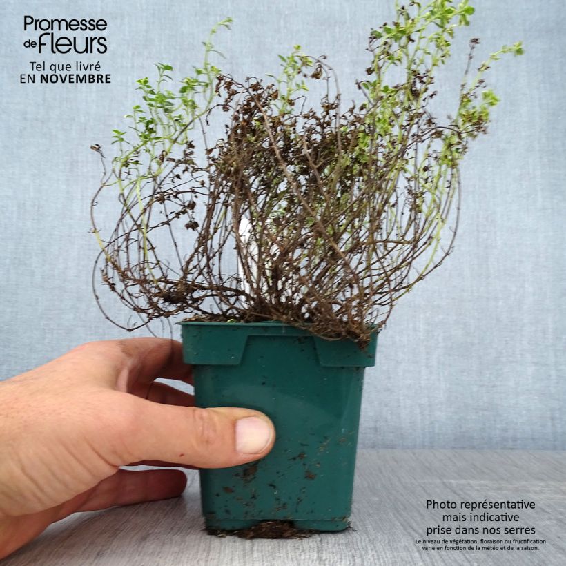 Thymus vulgaris Golden - Golden Thyme 10cm/11cm pot sample as delivered in autumn