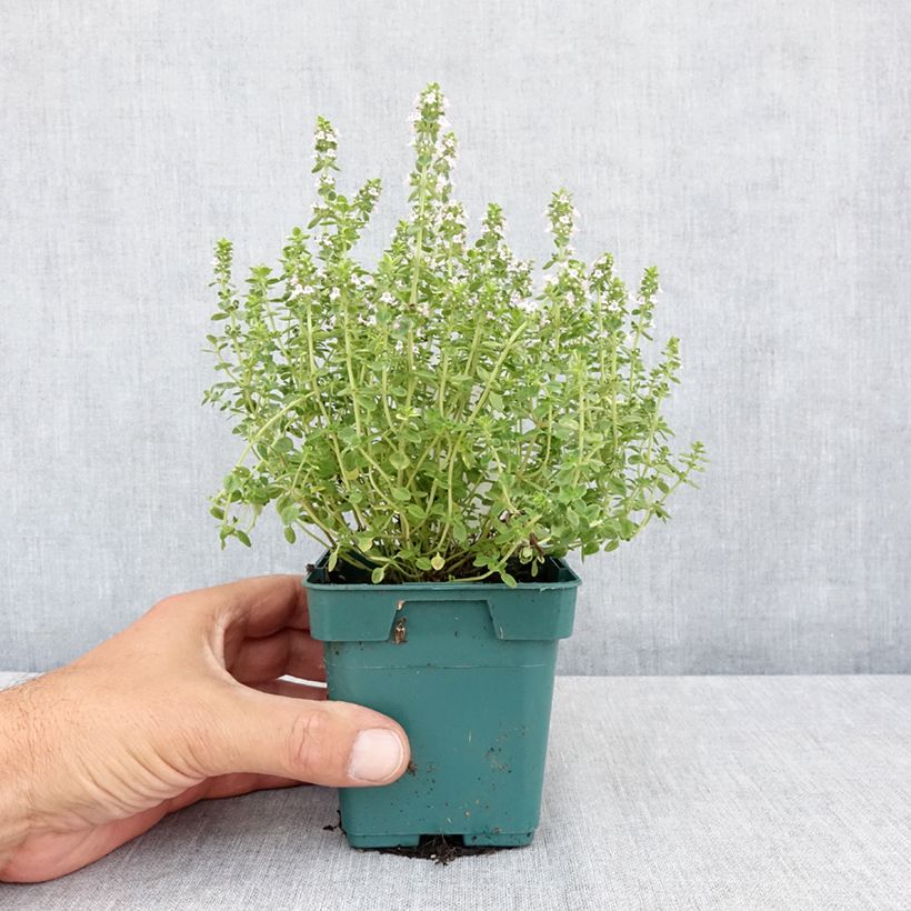 Thymus vulgaris Golden - Golden Thyme 10cm/11cm pot sample as delivered in summer