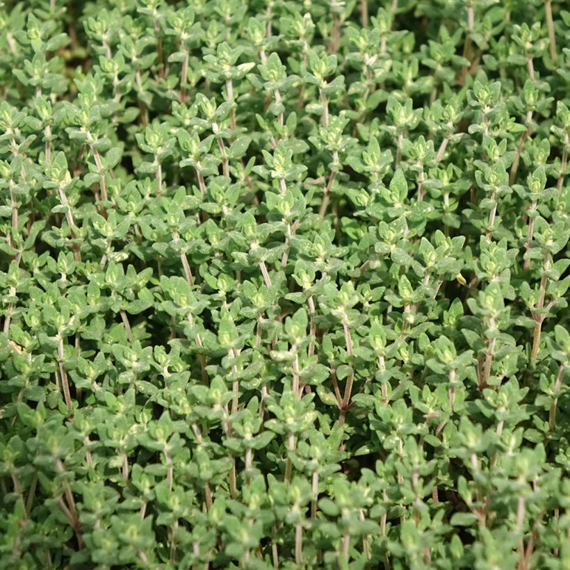 Thymus officinalis - Organic potted Thyme (Foliage)