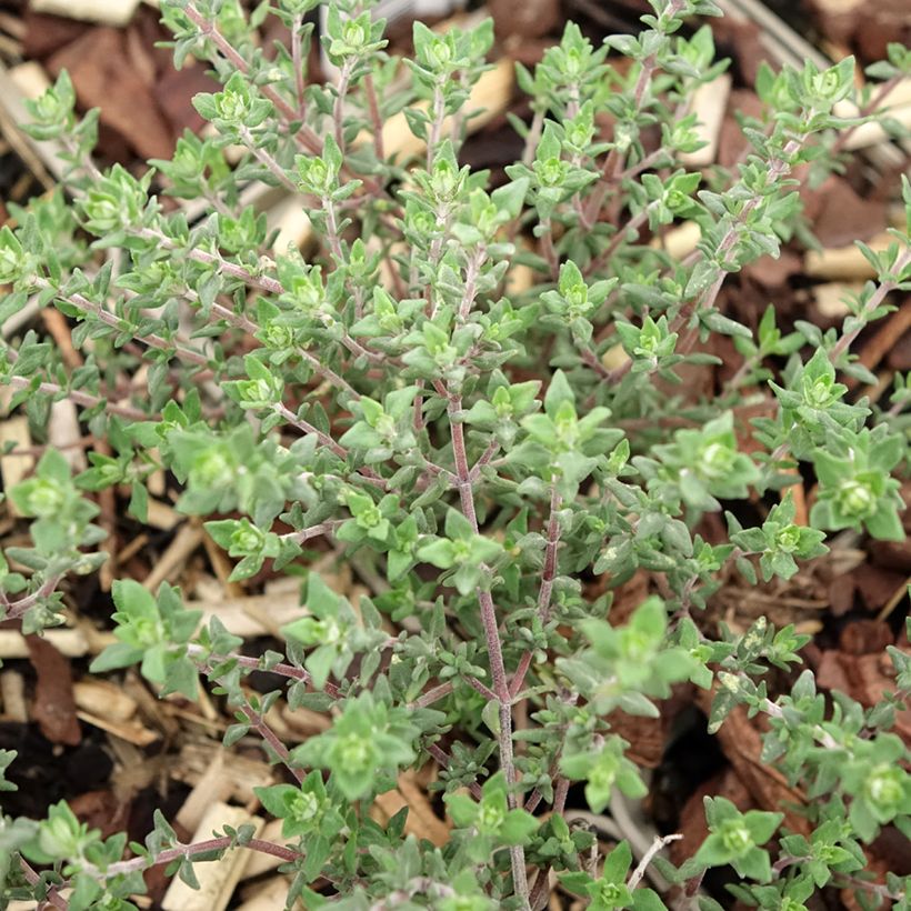 Thymus vulgaris Fragrantissimus - Orange Thyme in plants (Foliage)