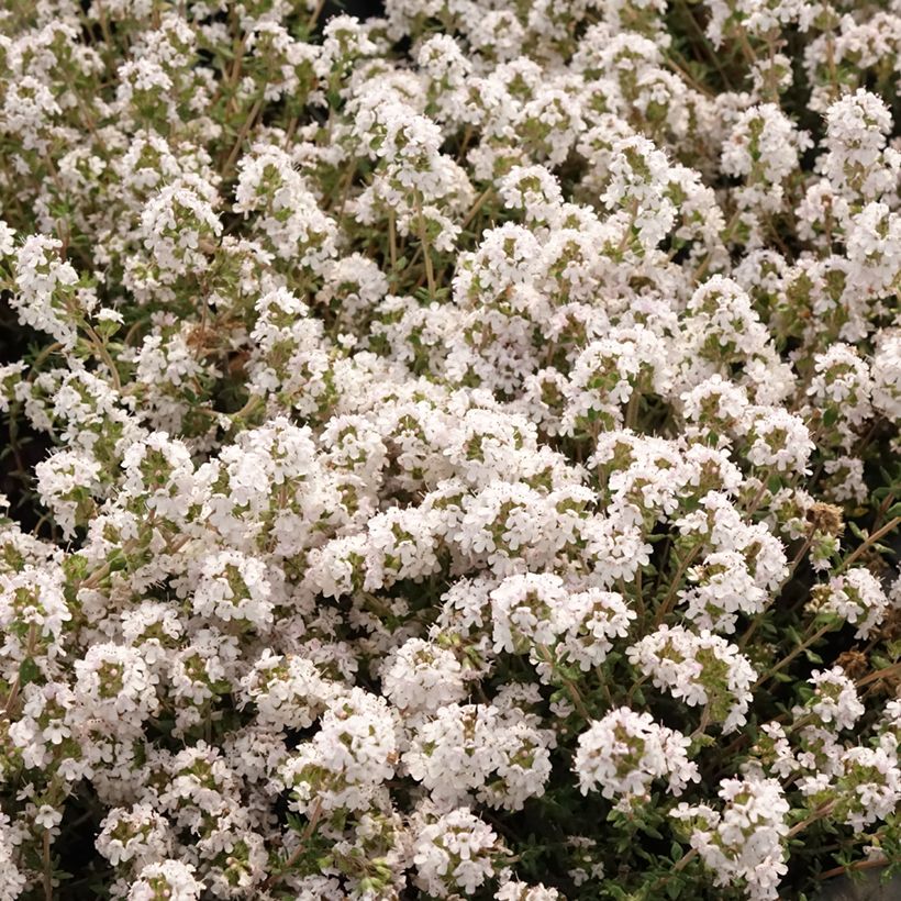Thymus vulgaris Fragrantissimus - Orange Thyme in plants (Flowering)