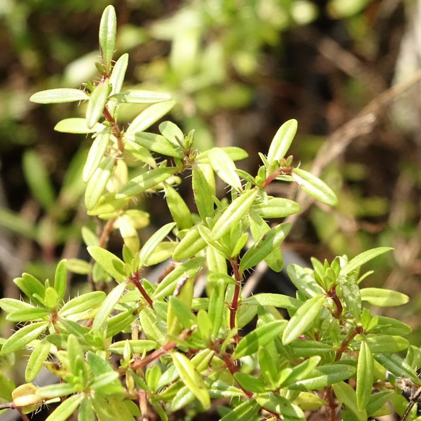 Thymus longicaulis - Thyme (Foliage)