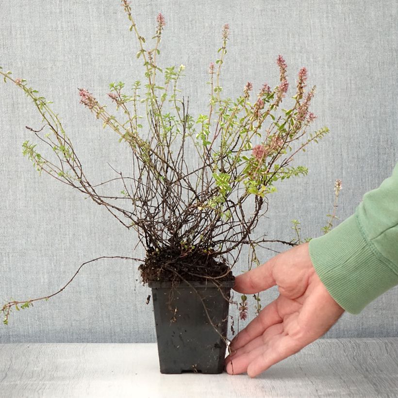Thymus pulegioides Foxley - Thyme  8/9 cm pot sample as delivered in summer