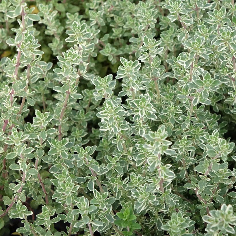 Thymus vulgaris Silver Posie - Silver Thyme (Foliage)