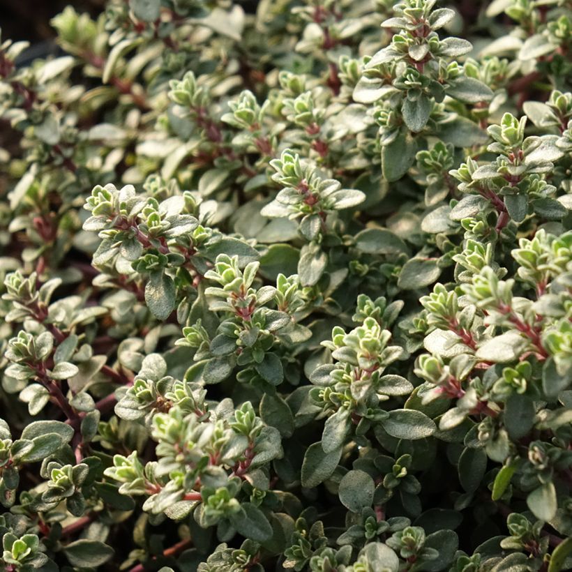 Thymus vulgaris Silver Posie - Silver Thyme (Foliage)