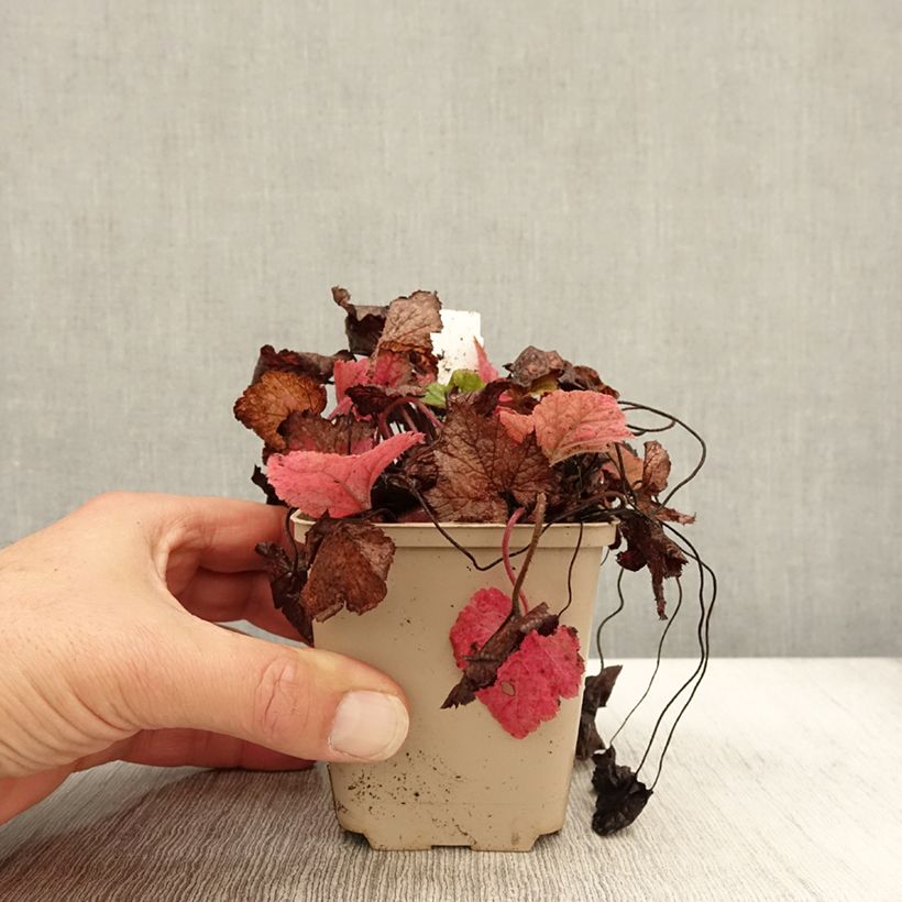 Tiarella cordifolia Brandywine 8/9 cm pot sample as delivered in autumn
