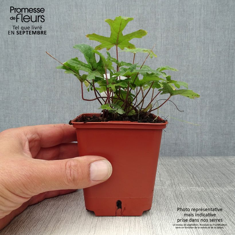 Tiarella Pink Skyrocket 8/9 cm pot sample as delivered in autumn