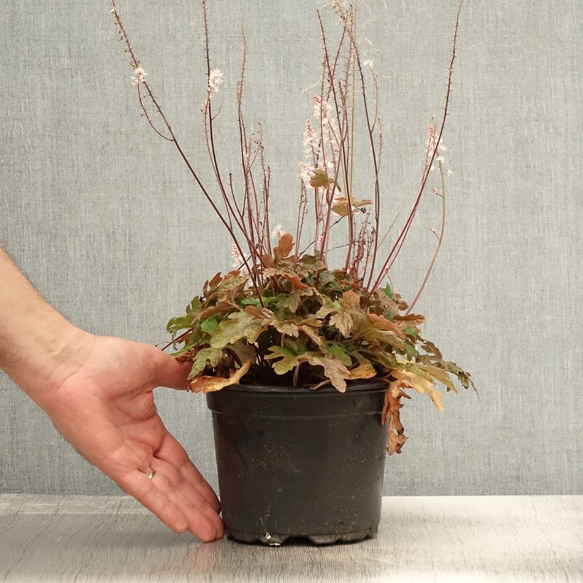 Tiarella Pink Skyrocket 2L/3L pot sample as delivered in autumn