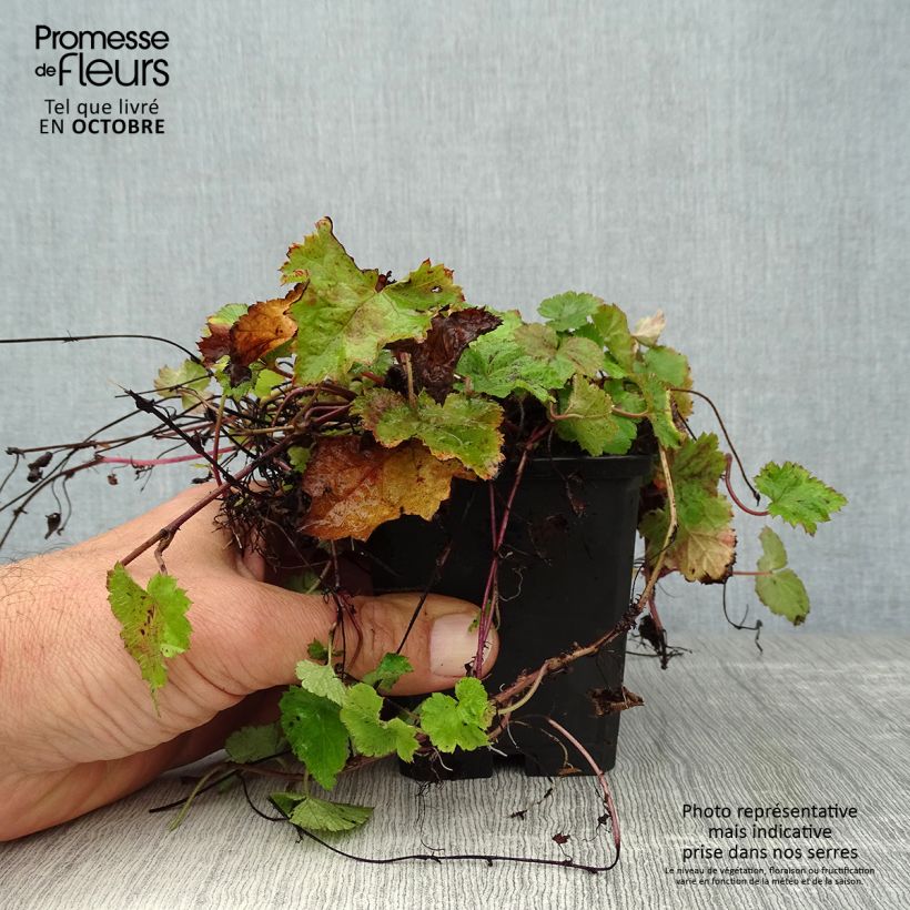 Tiarella cordifolia 8/9 cm pot sample as delivered in autumn
