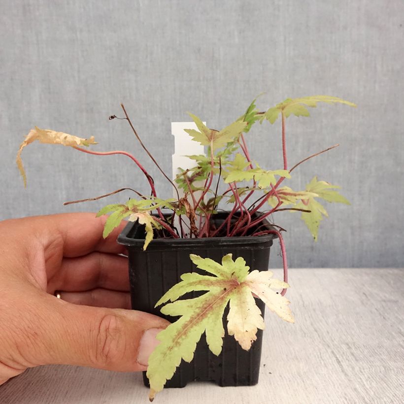 Tiarella Morning Star 8/9 cm pot sample as delivered in summer