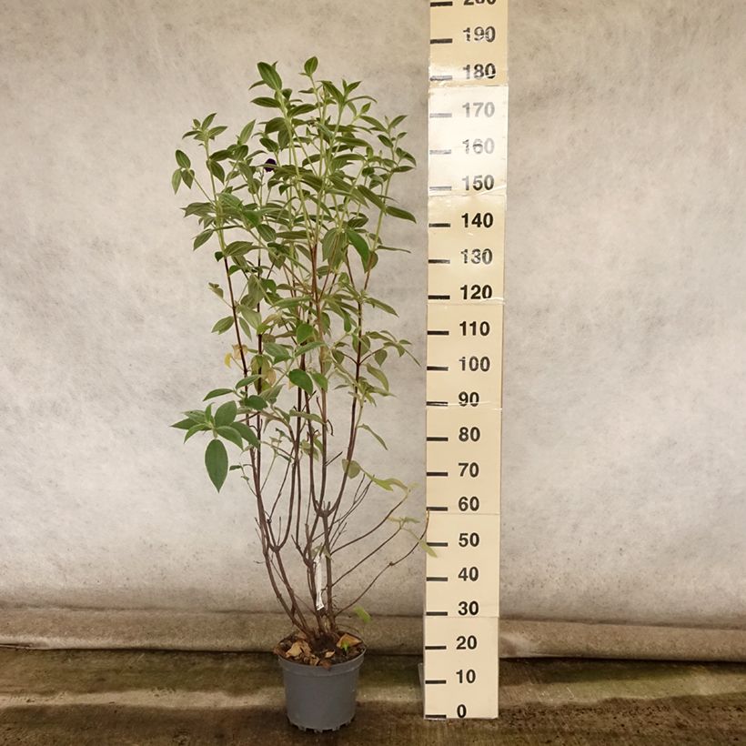 Tibouchina semidecandra - Lasiandra Pot de 7,5L/10LHauteur livrée env. 80/100cm sample as delivered in summer