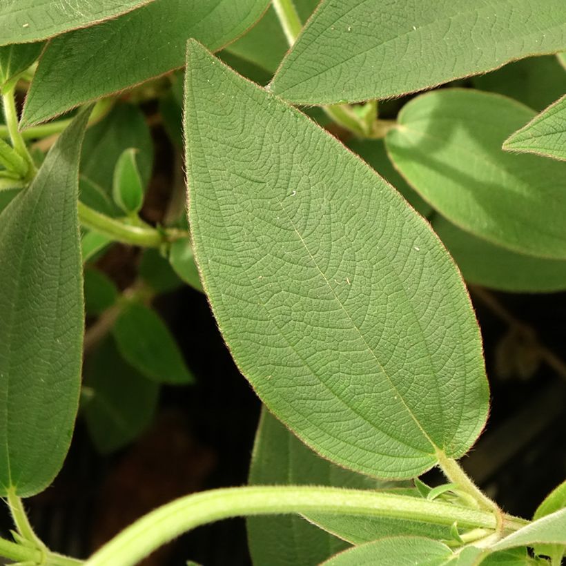 Tibouchina urvilleana Edwardsii (Foliage)