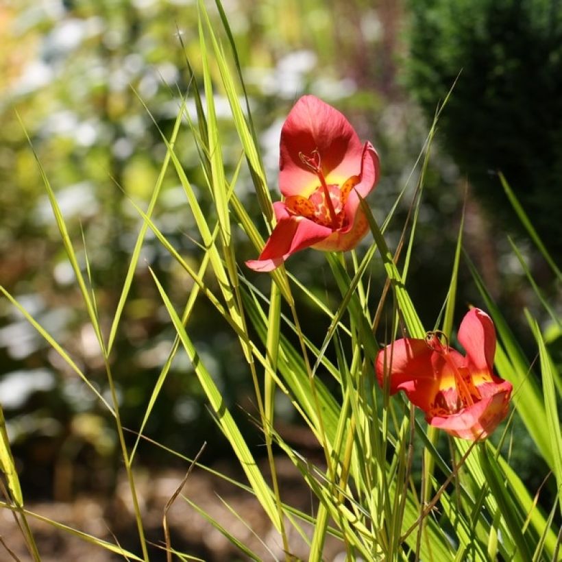 Tigridia pavonia Speciosa (Plant habit)