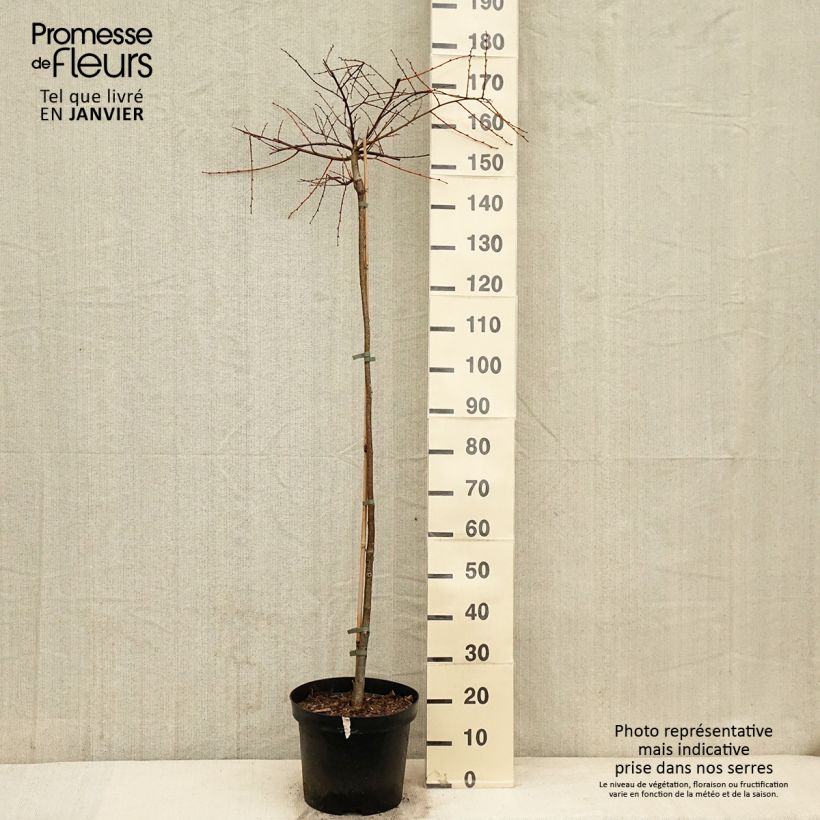 Tilia cordata Kronenberg - Lime 7.5L/10L potShipped height around 120/140cm sample as delivered in winter