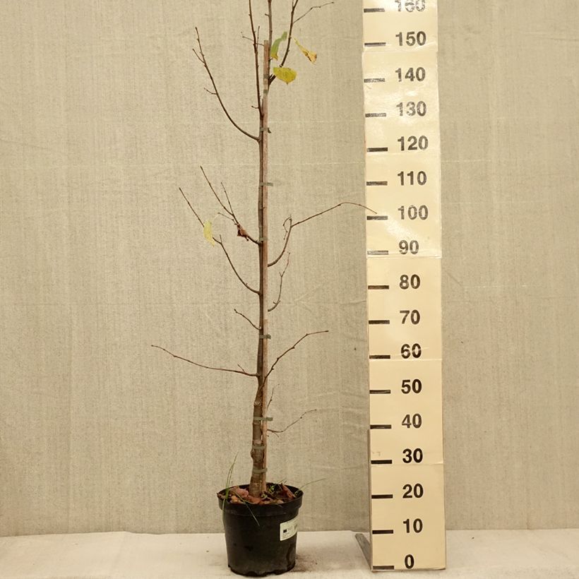 Tilia cordata Swedish Upright - Small-leaved Lime 7.5L/10L pot sample as delivered in autumn