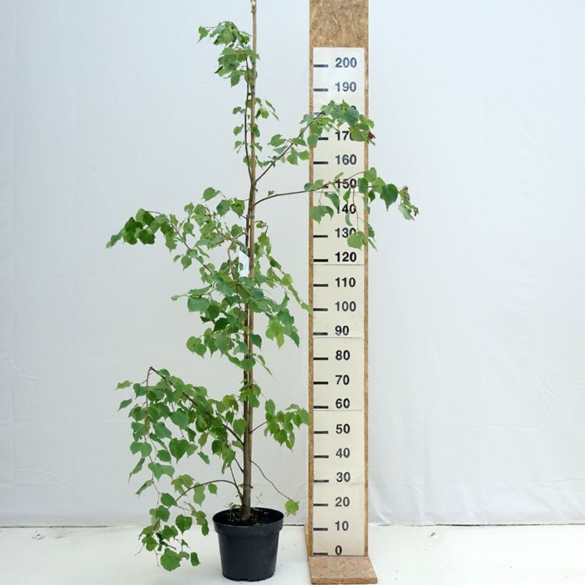 Tilia cordata - Lime 7.5L/10L pot sample as delivered in summer