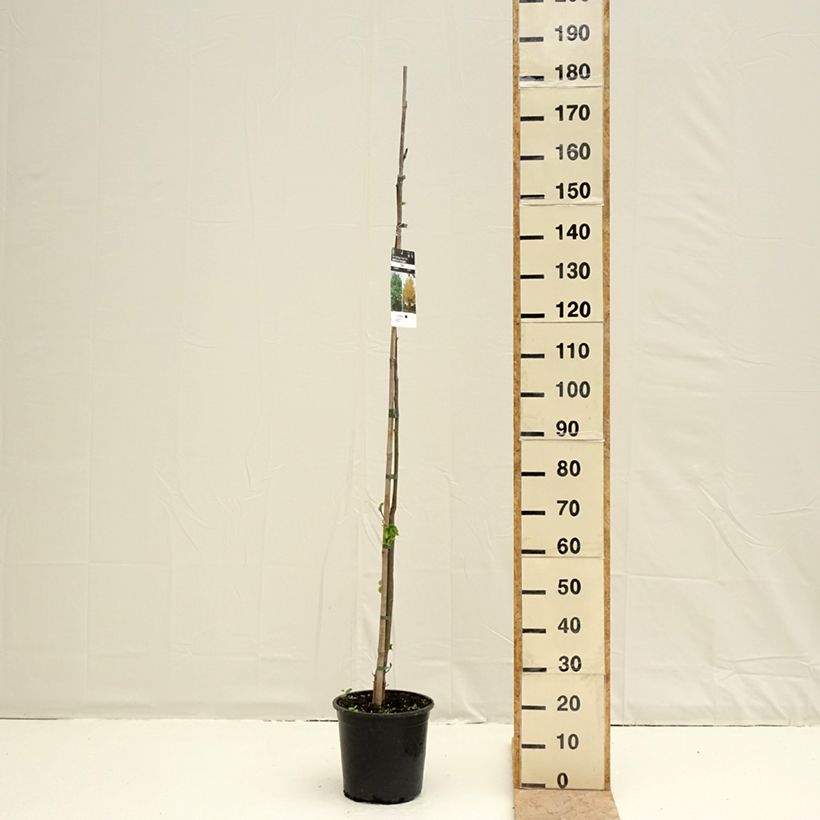 Tilia cordata - Lime 7.5L/10L potShipped height around 170/200cm sample as delivered in spring