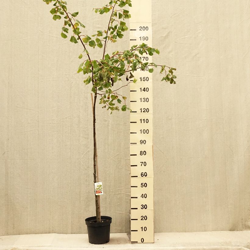 Tilia cordata Winter Orange - Small-leaved Lime 7.5L/10L potShipped height around 125/+cm sample as delivered in summer