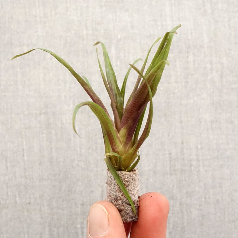 Tillandsia x Andreas - Fille de l'air Root ball 5cm x 7cm sample as delivered in spring