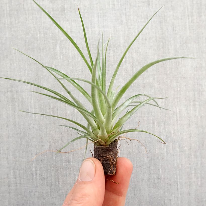 Tillandsia flagellata x fasciculata Mizuki - Fille de l'air Root ball 5cm x 7cm sample as delivered in spring