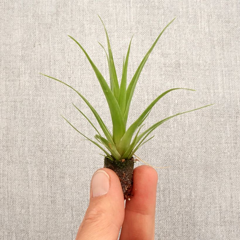Tillandsia x Naomi - Fille de l'air Root ball 5cm x 7cm sample as delivered in spring