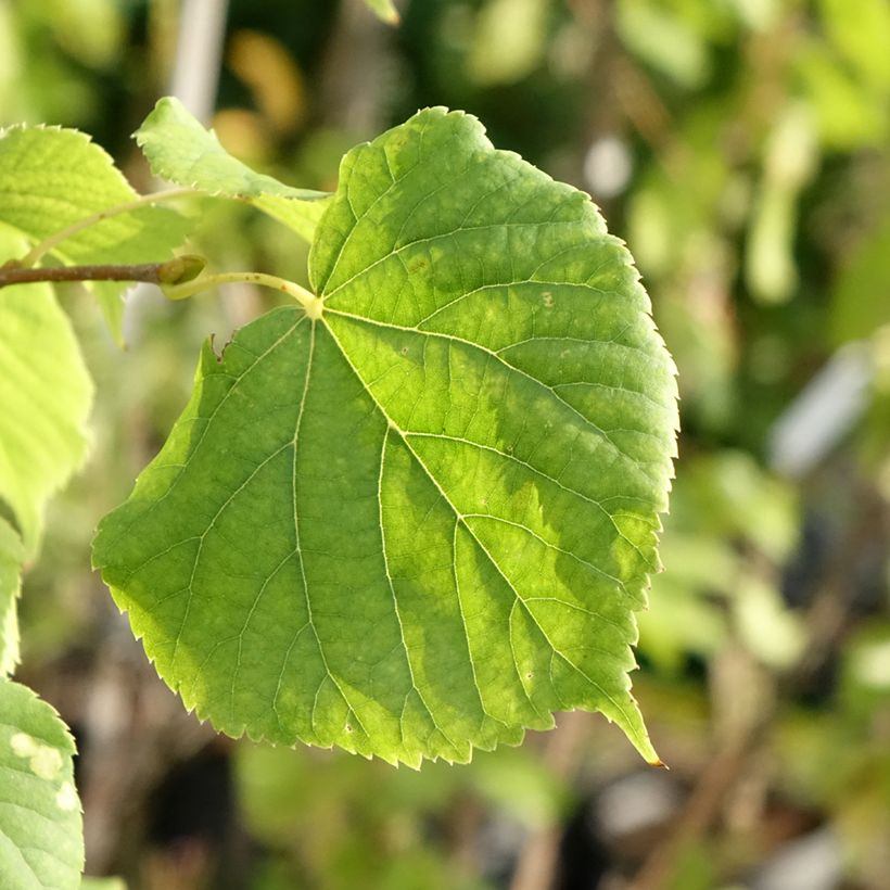 Tilia cordata Swedish Upright - Small-leaved Lime (Foliage)