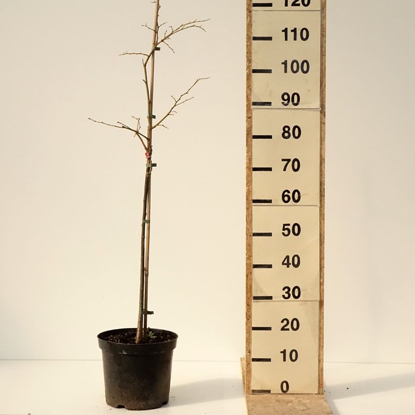 Tilia cordata Swedish Upright - Small-leaved Lime 7.5L/10L potShipped height around 80/100cm sample as delivered in winter