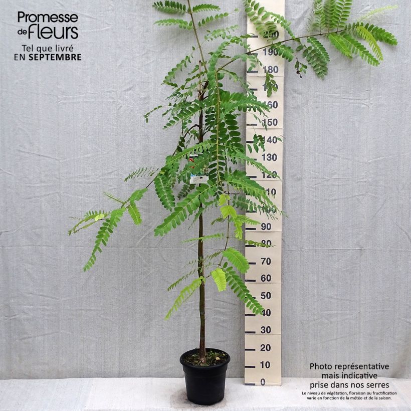 Tipuana tipu 7.5L/10L pot sample as delivered in autumn