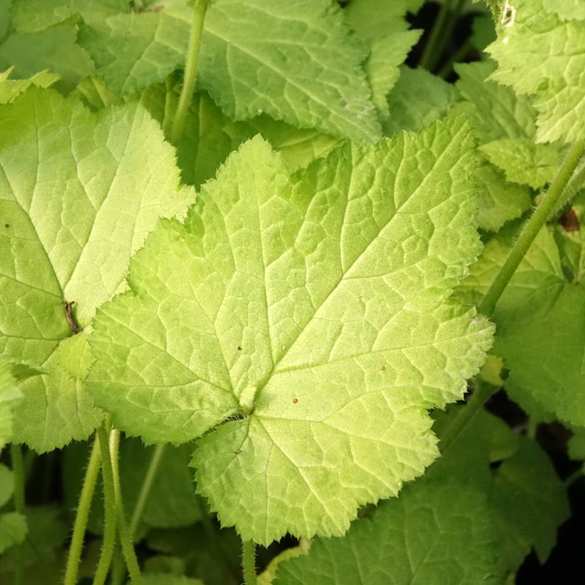 Tolmiea menziesii Cool Gold (Foliage)
