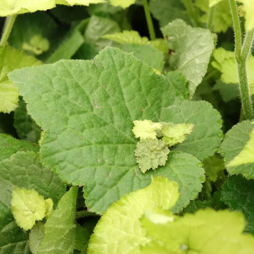 Tolmiea menziesii Cool Gold (Foliage)