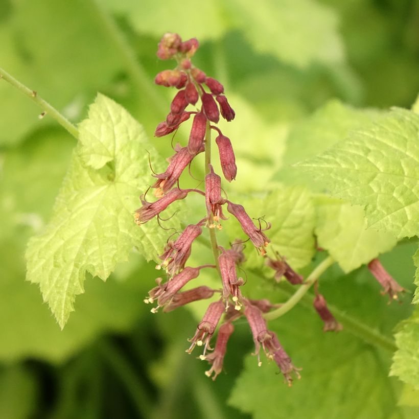 Tolmiea menziesii Cool Gold (Flowering)