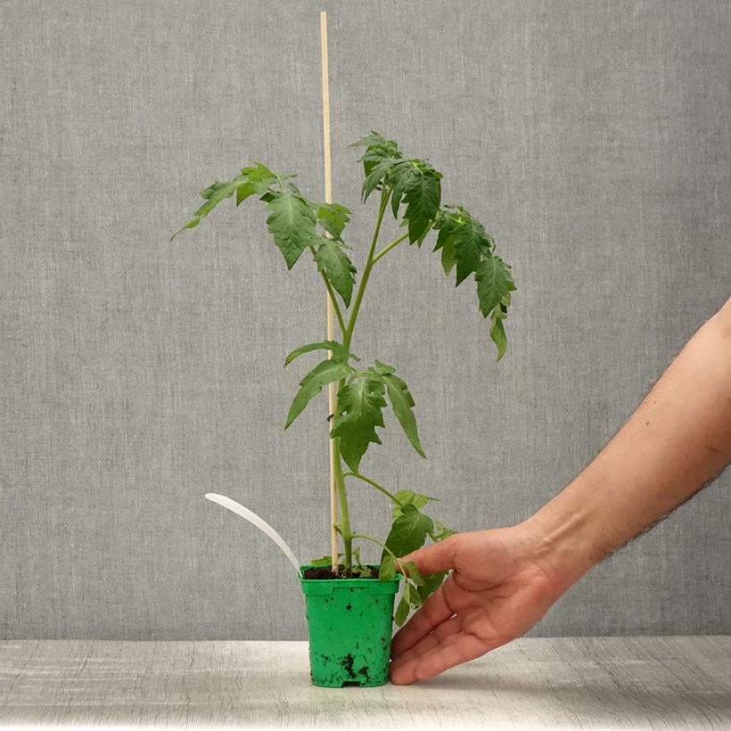 Tomato Crimson Crush GRAFTED plants 10cm/11cm pot sample as delivered in spring