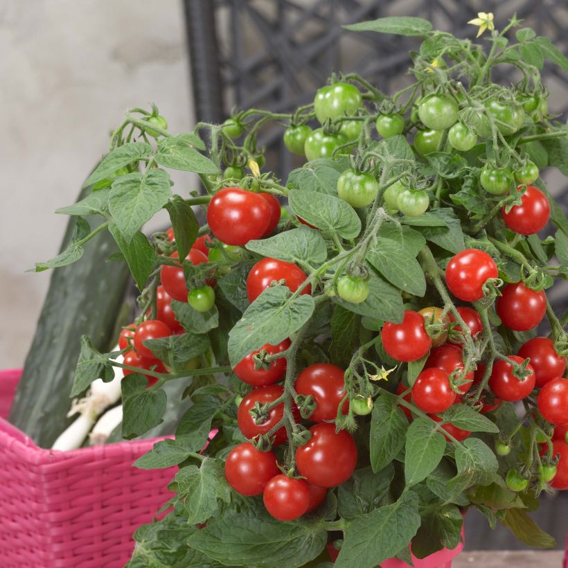 Tomato Sturdy Jo (Harvest)