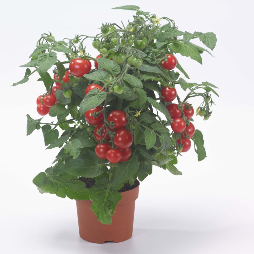 Tomato Sturdy Jo (Plant habit)