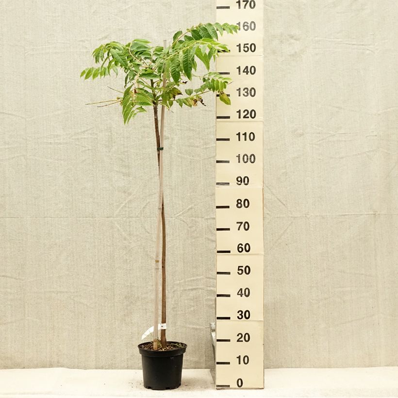 Toona sinensis - Chinese Mahogany 4L/5L potShipped height around 120cm sample as delivered in summer