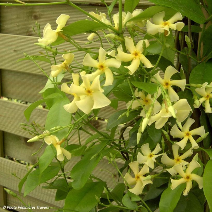 Trachelospermum asiaticum - Asian Jasmine (Plant habit)