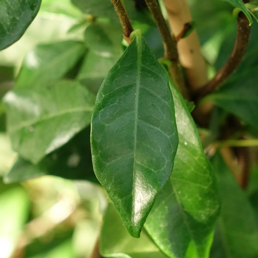 Trachelospermum asiaticum Chili and Vanilla - Asian Jasmine (Foliage)