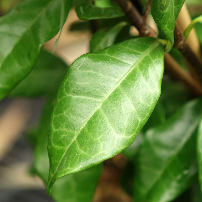 Trachelospermum asiaticum Chili and Vanilla - Asian Jasmine (Foliage)