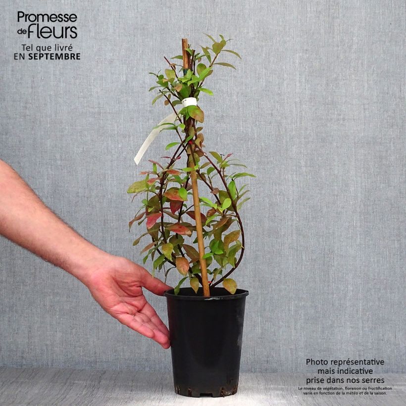 Trachelospermum asiaticum - Asian Jasmine 2L/3L pot sample as delivered in autumn