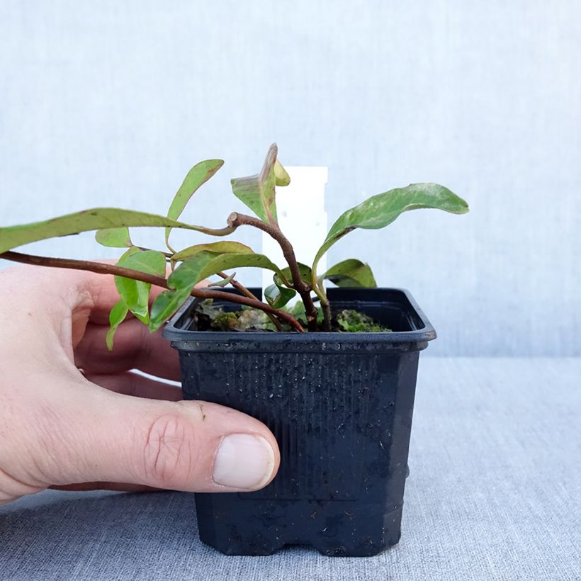 Trachelospermum asiaticum Pink Showers - Asian Jasmine 8/9 cm potShipped height around 5/10cm sample as delivered in winter