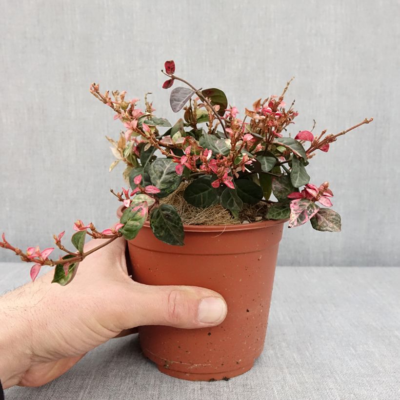 Trachelospermum asiaticum Tricolor - Asian Jasmine 1.5L/2L potShipped height around 10/15cm sample as delivered in winter