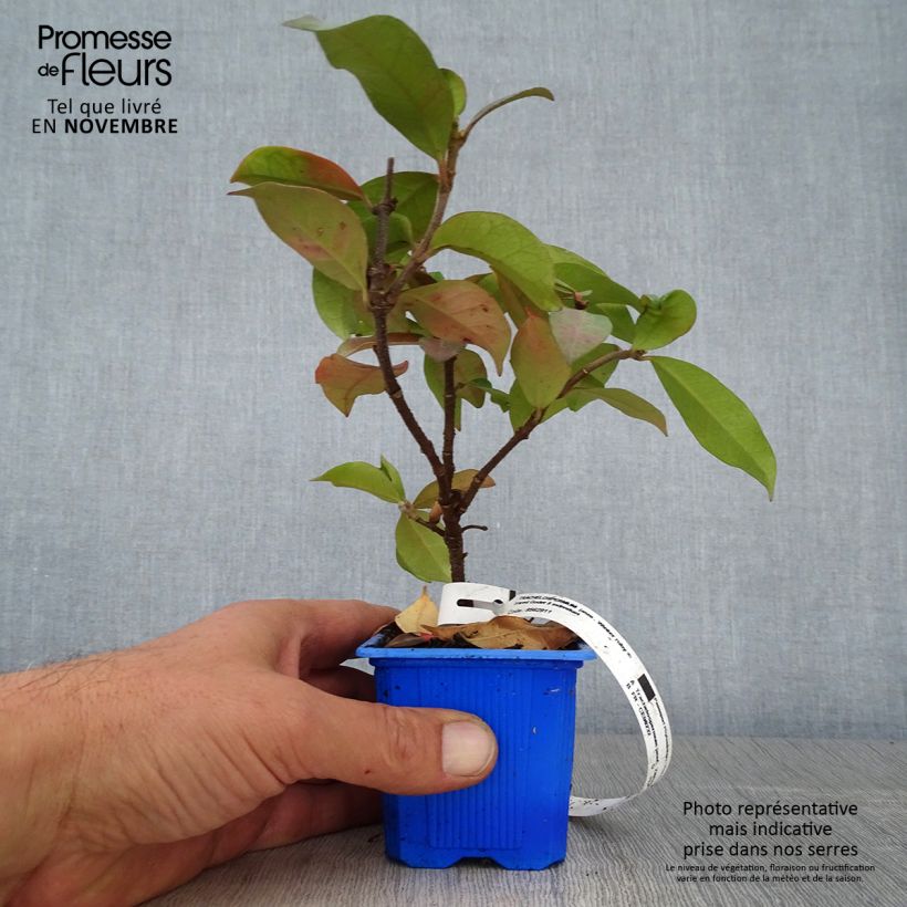 Trachelospermum jasminoides Winter Ruby - Star Jasmine 8/9 cm pot sample as delivered in autumn