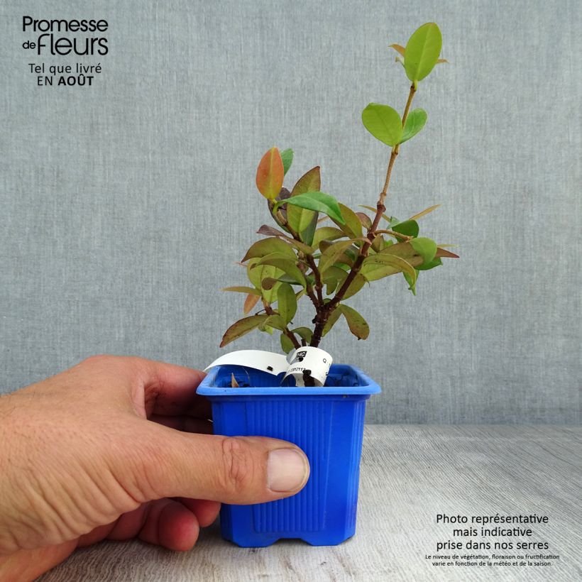 Trachelospermum jasminoides Winter Ruby - Star Jasmine 8/9 cm potShipped height around 5/10cm sample as delivered in summer