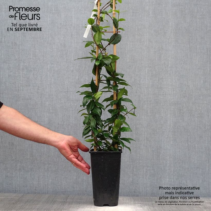 Trachelospermum jasminoides Winter Ruby - Star Jasmine 2L/3L pot sample as delivered in autumn
