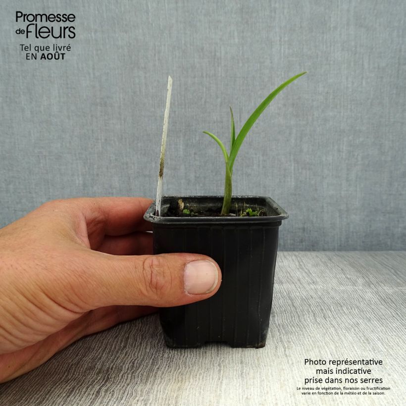 Tradescantia x andersoniana Domaine de Courson 8/9 cm pot sample as delivered in summer