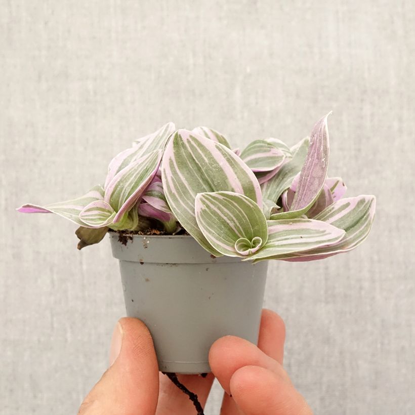 Tradescantia cerinthoides Sweetness Mini-plante sample as delivered in spring